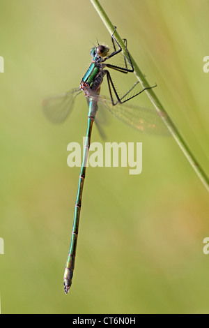 Emerald Damselfly Lestes sponsa Stockfoto