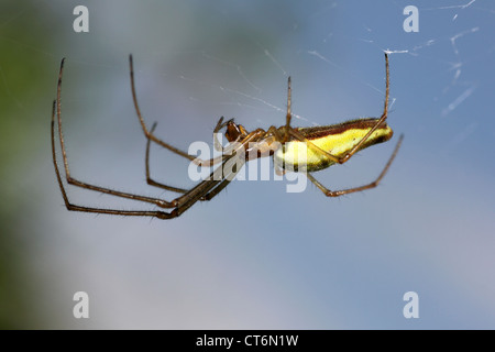 Gemeinsame Strecke-Spinne Tetragnatha extensa Stockfoto