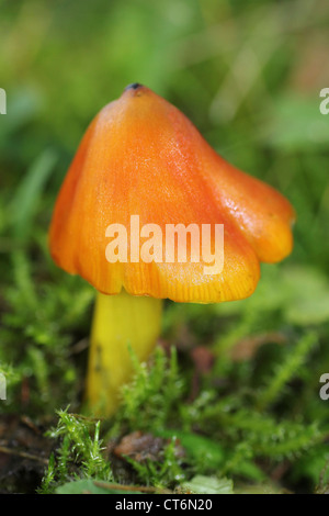 Schwärzung Waxcap Hygrocybe conica Stockfoto