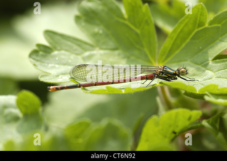 Große rote Damselfly (Pyrrhosoma Nymphula) Erwachsene Stockfoto