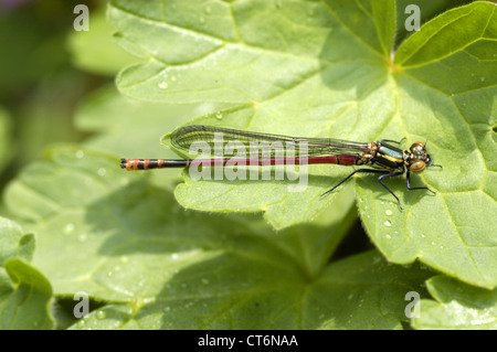 Große rote Damselfly (Pyrrhosoma Nymphula) Erwachsene Stockfoto