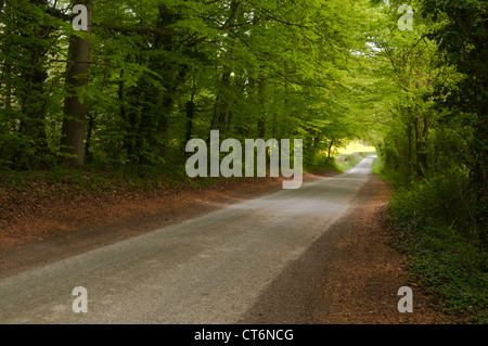 Einen geraden, schmalen Feldweg, umschlossen von den Baldachin eine Allee von Buchenwäldern auf Swyncombe Downs, Oxfordshire, England Stockfoto