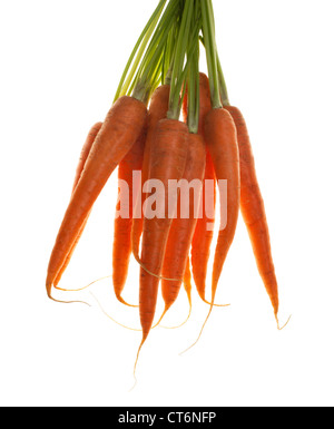 Geerntete Menge Karotten, isoliert auf weiss Stockfoto