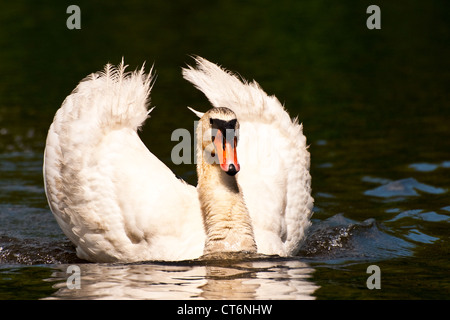 Höckerschwan (Cygnus Olor) Stockfoto