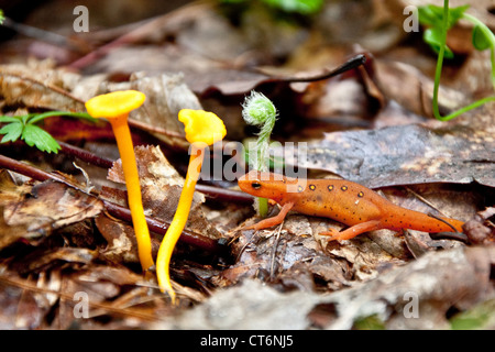 Rot Eft (Notophthalmus Viridescens) Stockfoto