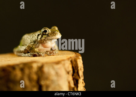 Gray Treefrog (Hyla versicolor) Stockfoto