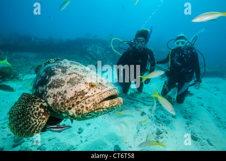 Taucher und Goliath grouper Stockfoto