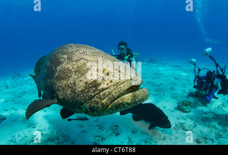 Taucher und Goliath grouper Stockfoto