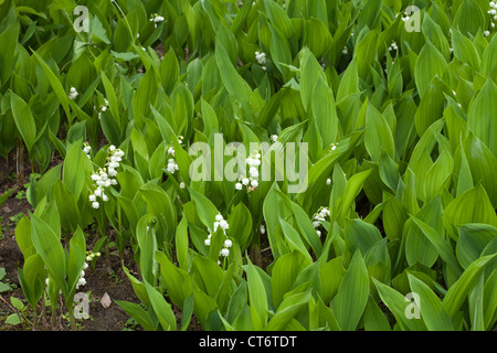 Lily Of The Valley, Convallariaarten Majalis, Liliaceae, Botanischer Garten, Düsseldorf, Nordrhein-Westfalen, Deutschland Stockfoto