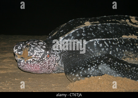 Lederschildkröte am Strand in der Nacht Stockfoto