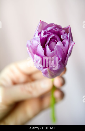 Frauen Hand, die kleine lila Tulpe im Gegenlicht Hintergrund Unschärfe. Flachen DOF Stockfoto