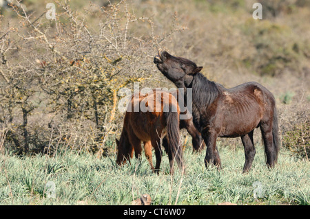 Pferde der Giara Auf der Giara di Gesturi, Sardinien, Italien Stockfoto