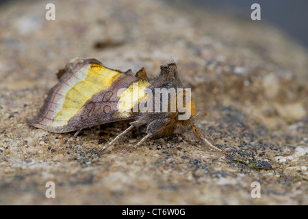 Poliertem Messing Motte; Diachrysia Chrysitis; UK Stockfoto