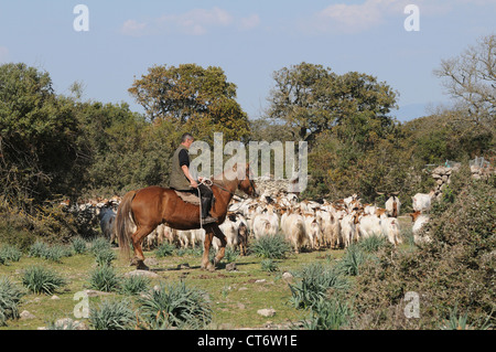 Hirten auf dem Pferd mit seiner Herde von Ziegen auf der Giara von Gesturi, Sardinien, Italien Stockfoto