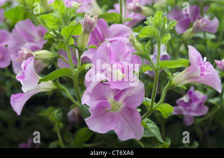 Ein Blumenstrauß, Paris, Frankreich Stockfoto