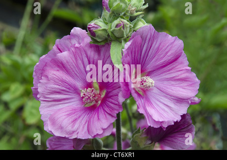 Stockrose (Alcea Rosea) Familie Malvaceae, Windsor, England Stockfoto