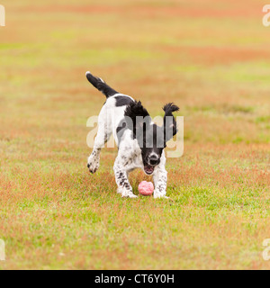 Ein 5 Monate altes Englisch Springer Spaniel Junghund holen einen Ball zeigt Bewegung Stockfoto