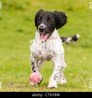 Ein 5 Monate altes Englisch Springer Spaniel Junghund holen einen Ball zeigt Bewegung Stockfoto