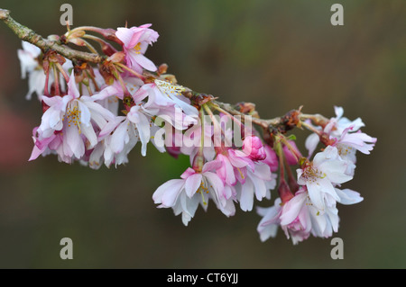 Winter blühenden Kirschbäume in voller Blüte UK Stockfoto