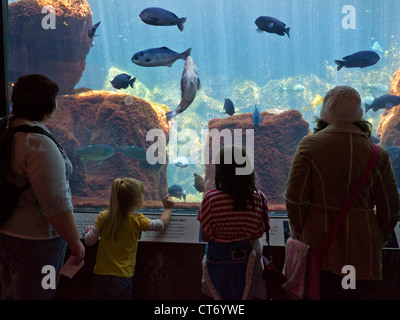 Besucher beobachten verschiedene Golf Fischarten in großen Monterey Aquarium Monterey Kalifornien USA Stockfoto