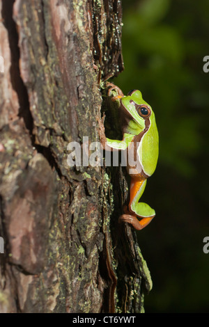 Ein Pitch Pine Kletterbaum Pine Barrens Laubfrosch (Hyla Andersonii) Stockfoto