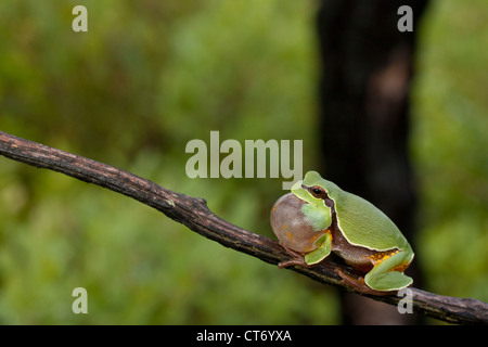 Pine Barrens Laubfrosch (Hyla Andersonii) Berufung Stockfoto