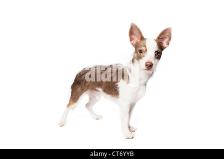 Ein weiß und Tan Wire haired Terrier auf einem weißen Hintergrund Stockfoto