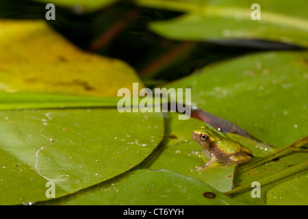 Baby nördliche graue Laubfrosch auf Seerosenblatt Stockfoto