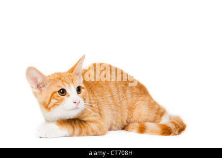 Inländischen kurze Haare Orange Tabby Kitten Stockfoto