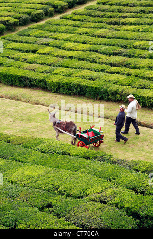 Zwei Männer Arbeiter und ein Esel am Porto Formoso Teegärten. Sao Miguel, Azoren, Portugal Stockfoto