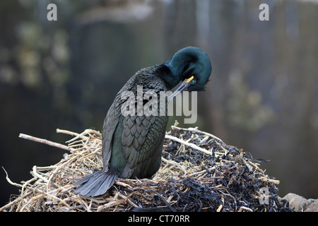 Erwachsenen Shag putzen und auf ein Nest stehend Farne Insel, UK, Northumberland, England Stockfoto