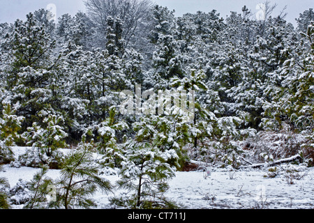 Schnee in die Pine barrens Stockfoto