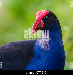 Pukeko Vogel native Teichhuhn Stockfoto
