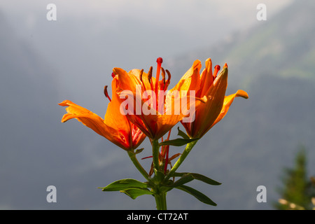 Lilium Bulbiferum, Orangerote Feuerlilie, Lis Safrane, Glilio Rosso, Feuerlilie, Feuer-Lilie Stockfoto
