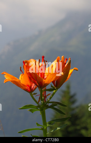 Lilium Bulbiferum, Orangerote Feuerlilie, Lis Safrane, Glilio Rosso, Feuerlilie, Feuer-Lilie Stockfoto