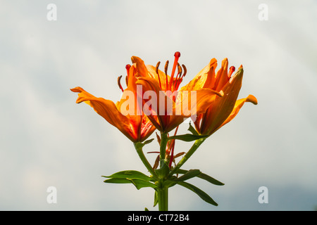 Lilium Bulbiferum, Orangerote Feuerlilie, Lis Safrane, Glilio Rosso, Feuerlilie, Feuer-Lilie Stockfoto