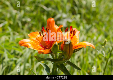 Lilium bulbiferum, orangerote Feuerlilie, lis Safrane, glilio Rosso, orange Lilie, Lilie Stockfoto