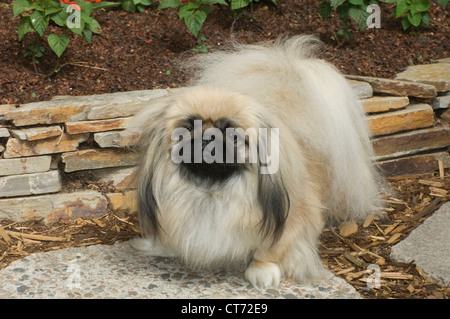 Pekinese stehend Stockfoto