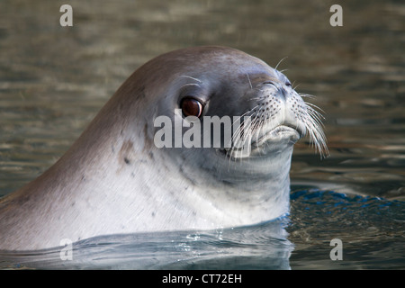 Krabbenfresserrobbe (Lobodon Carcinophagus) versiegeln, im Wasser, Antarktis Stockfoto