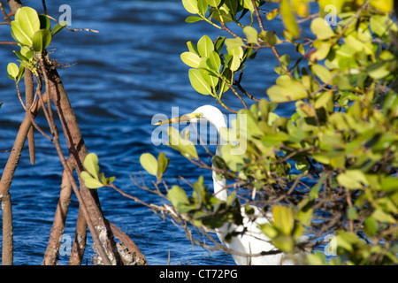 Silberreiher in den Mangroven Stockfoto