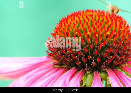 Makroaufnahme von Echinacea Purpurea mit Wespe im Heck. Stockfoto