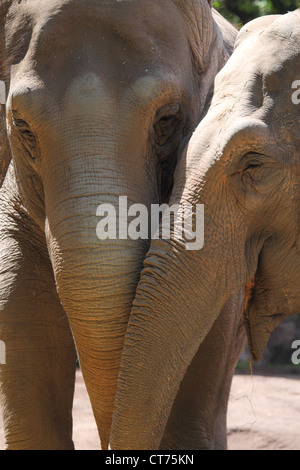 Dich Beetwen zwei asiatischen Elefanten (Elephas Maximus) Stockfoto