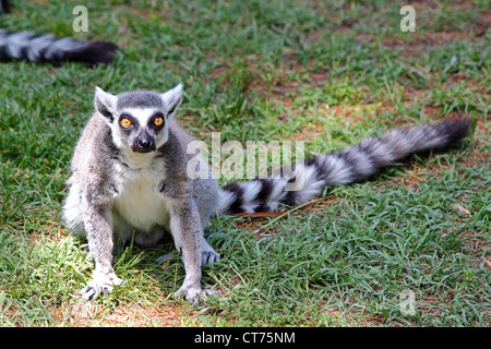 Ein Katta (Lemur Catta) mit seinem Longtail Stockfoto