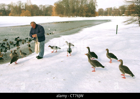 Mann & Graugaense im englischen Garten in München Stockfoto