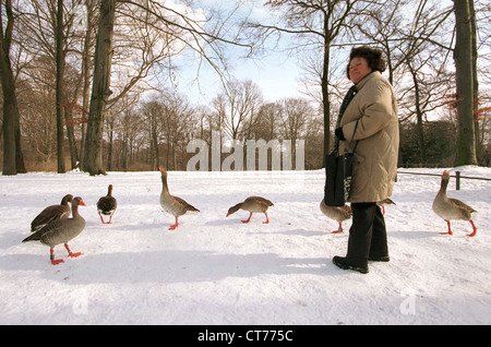 Frau und Graugaense im englischen Garten in München Stockfoto