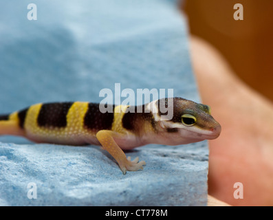 frisch geschlüpfte Leopardgecko auf ein blaues Papier-Handtuch Stockfoto