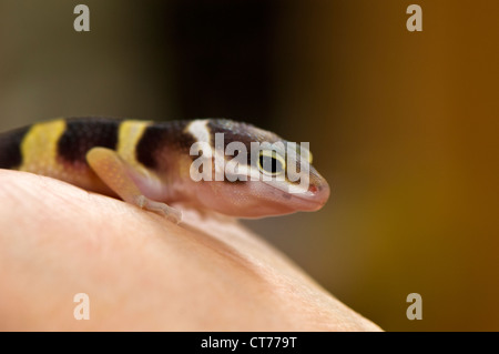 frisch geschlüpfte Leopardgecko Stockfoto