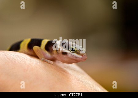 frisch geschlüpfte Leopardgecko Stockfoto