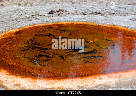 Wirtschaftlichen Geysir, Upper Geyser Basin, Yellowstone-Nationalpark Stockfoto