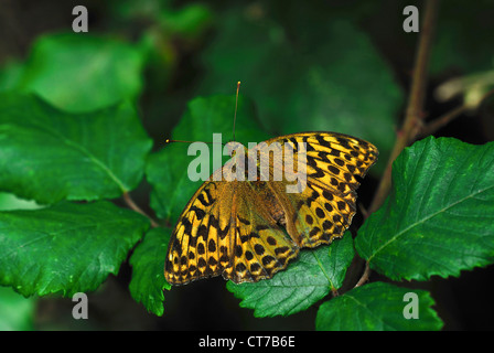 Eine Silber-washed Fritillary ruht auf einem grünen Blatt UK Stockfoto